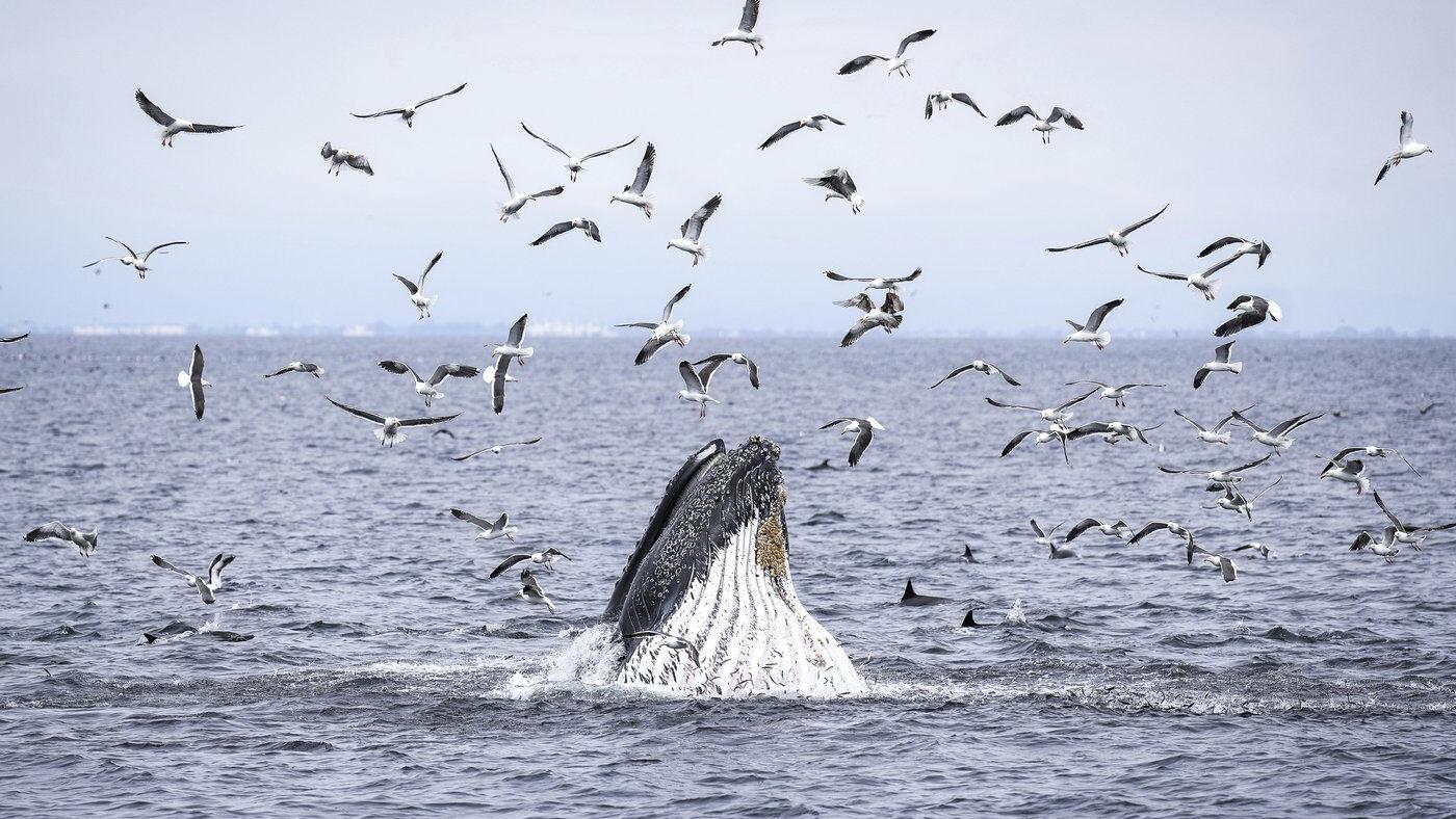 'Exceedingly rare': B.C. humpback's death may be first linked to whale-watch industry